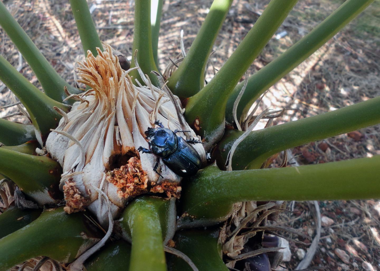 Coconut Rhinoceros Beetle on Cycad