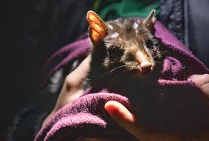 Eastern quoll at Mulligans Flat in Canberra, ACT, Australia