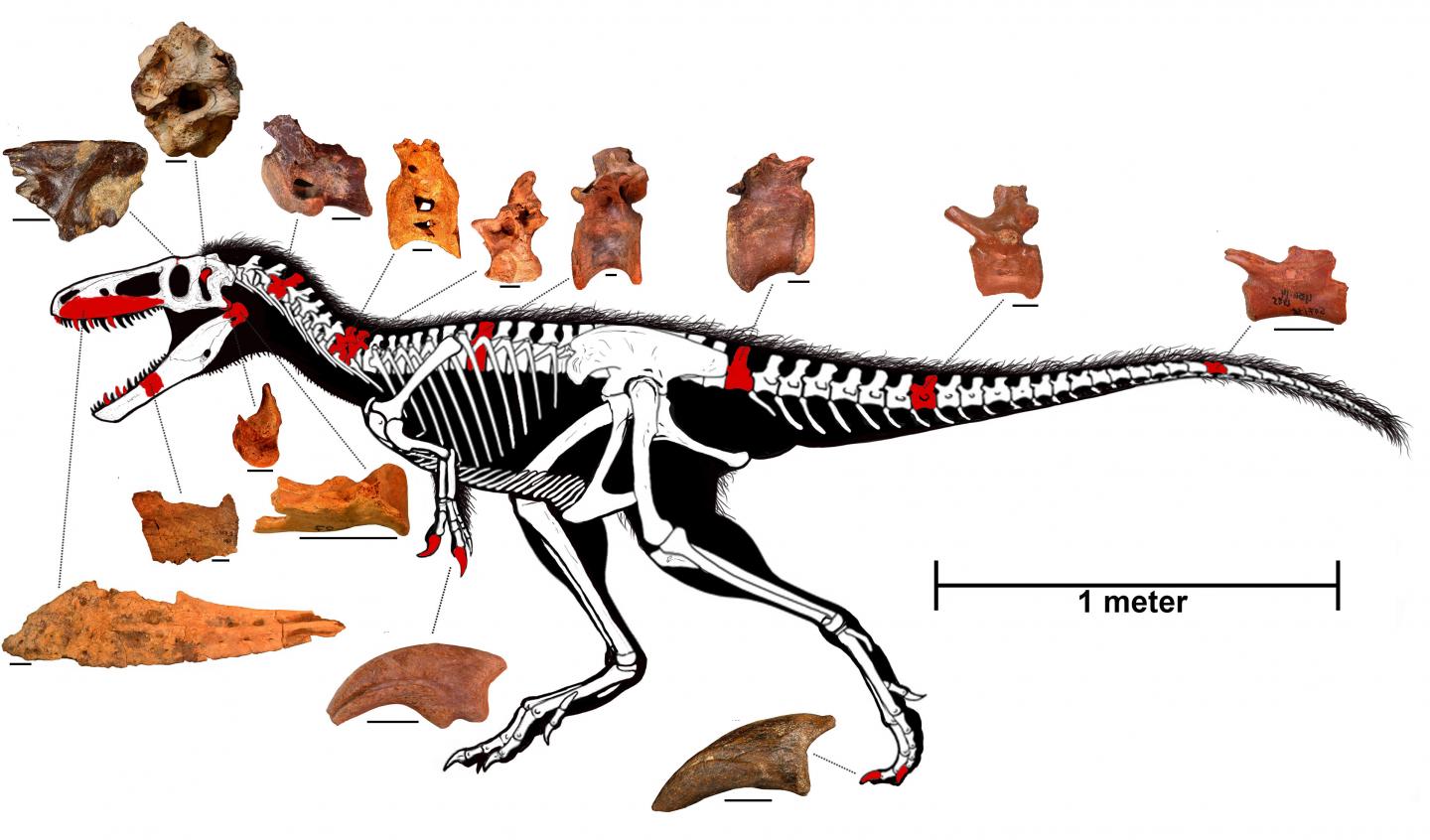 Reconstructed Skeleton of <em>Timurlengia euotica</em>