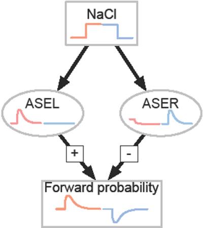 A Worm's Calculus Center