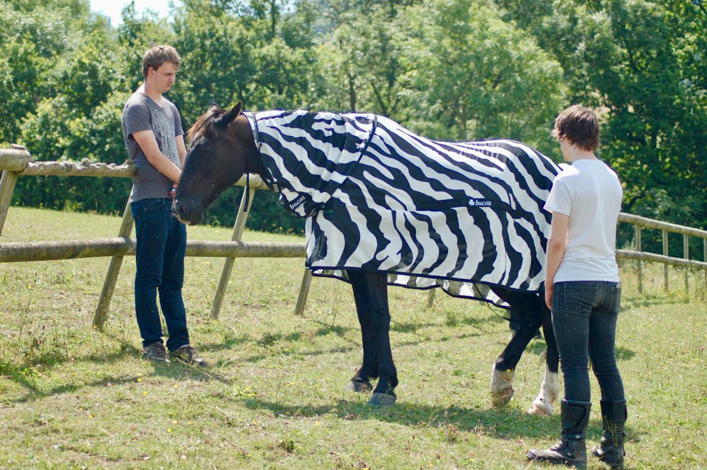 Horse in Zebra Blanket Experiment