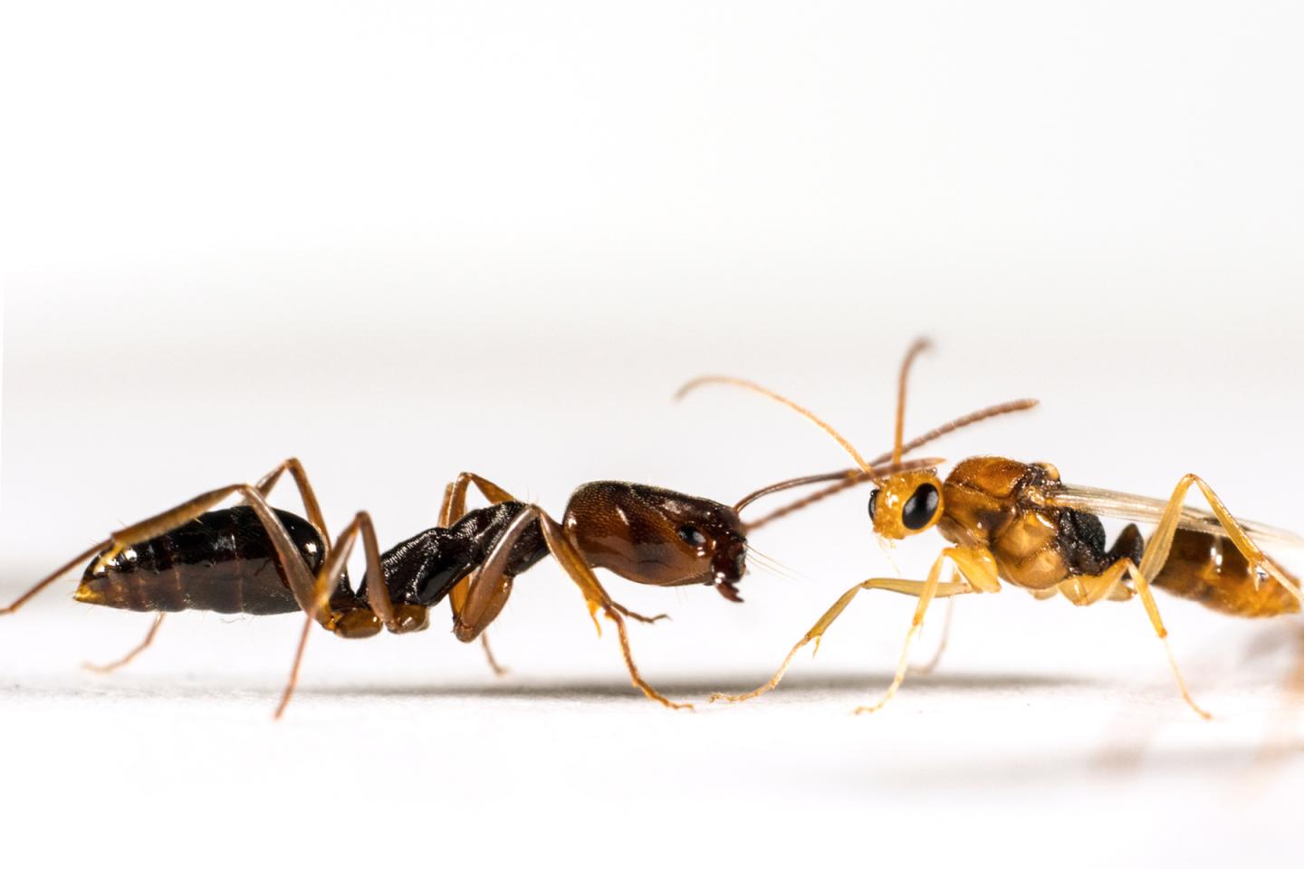 How Trapjaw Ants Tell Each Other Apart