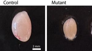 Representative testes from 9-week-old control mice