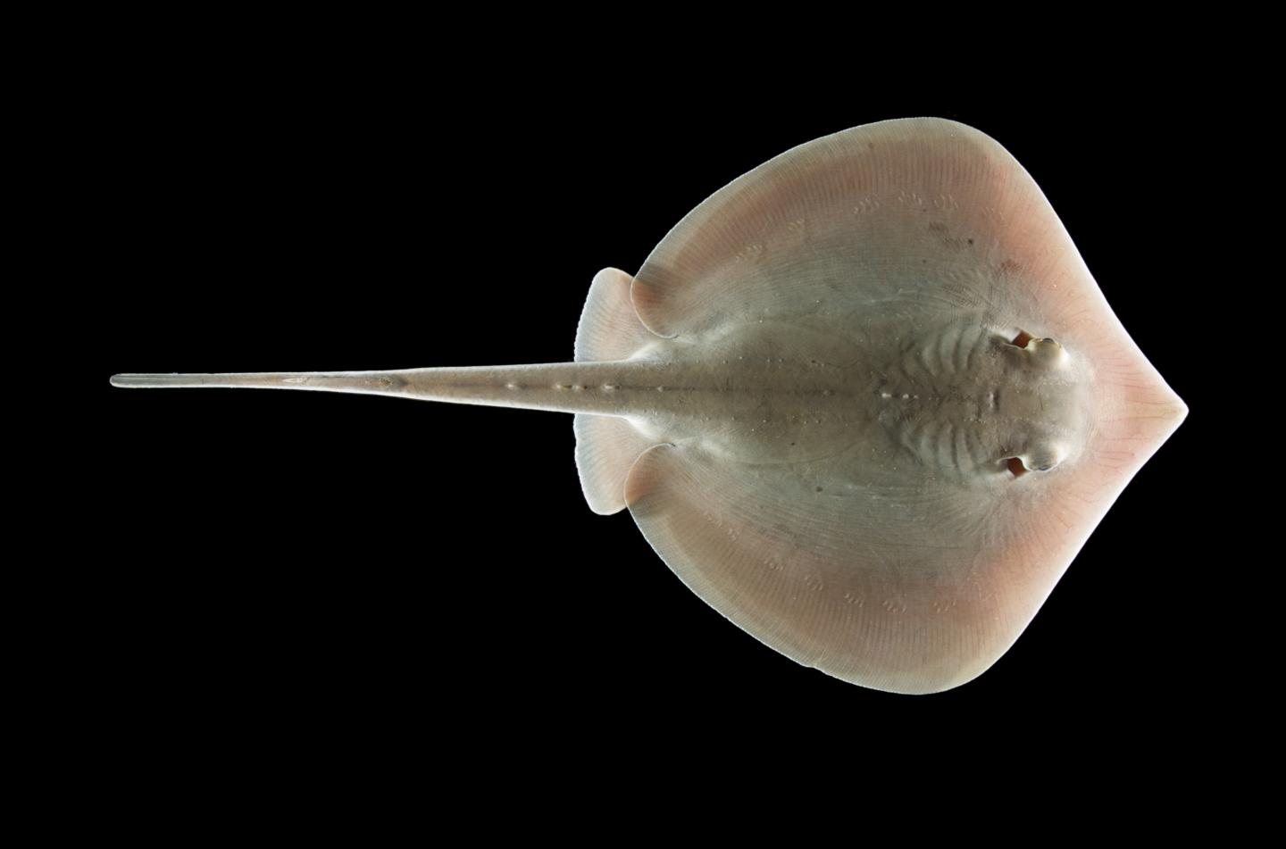 Dramatic Effect of Oil Spill on Stingray's Sensory Abilities