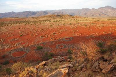 Termites Behind Desert 'Fairy Circles' (6 of 7)