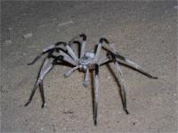 New Spider Species <I>Cerbalus aravensis</I> (3 of 3)