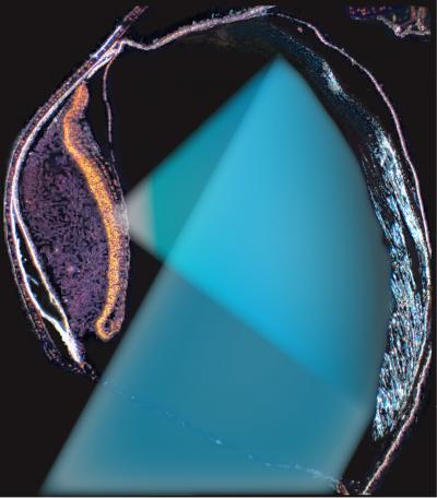Vertical Section Through the Diverticulum Eye