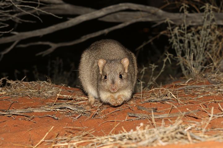 Bettong (2 of 2)