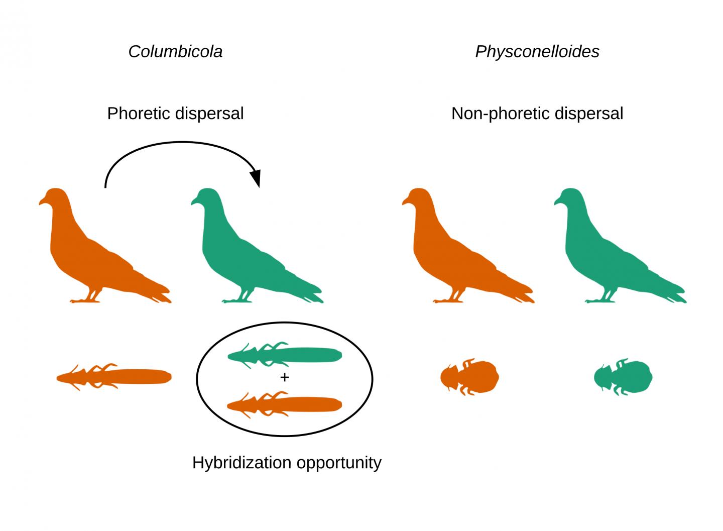 Parasites' Dispersal Capacity and Rates of Genetic Introgression--A Study