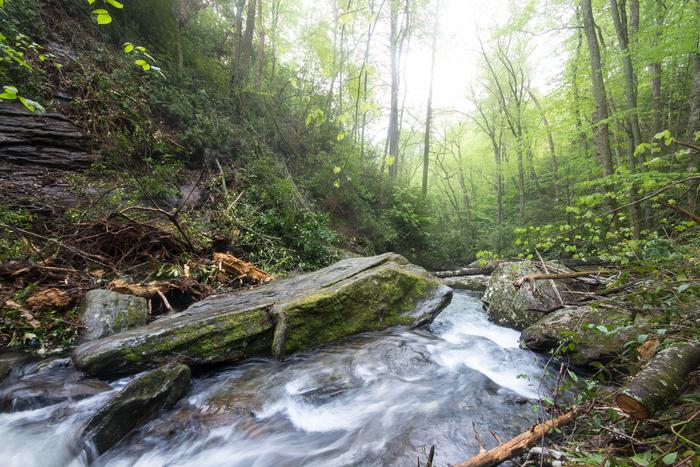 Immersed in a Southern Appalachian Forest