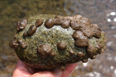 Dartmouth Rock Snot Study (1 of 2)