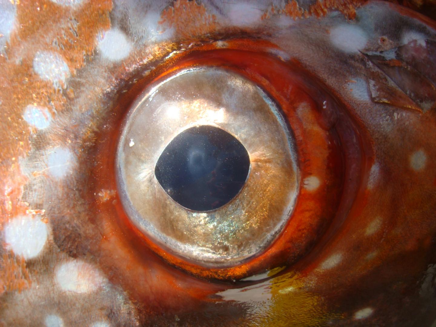 Deep-Water Fish Has a Warm Heart (1 of 3)