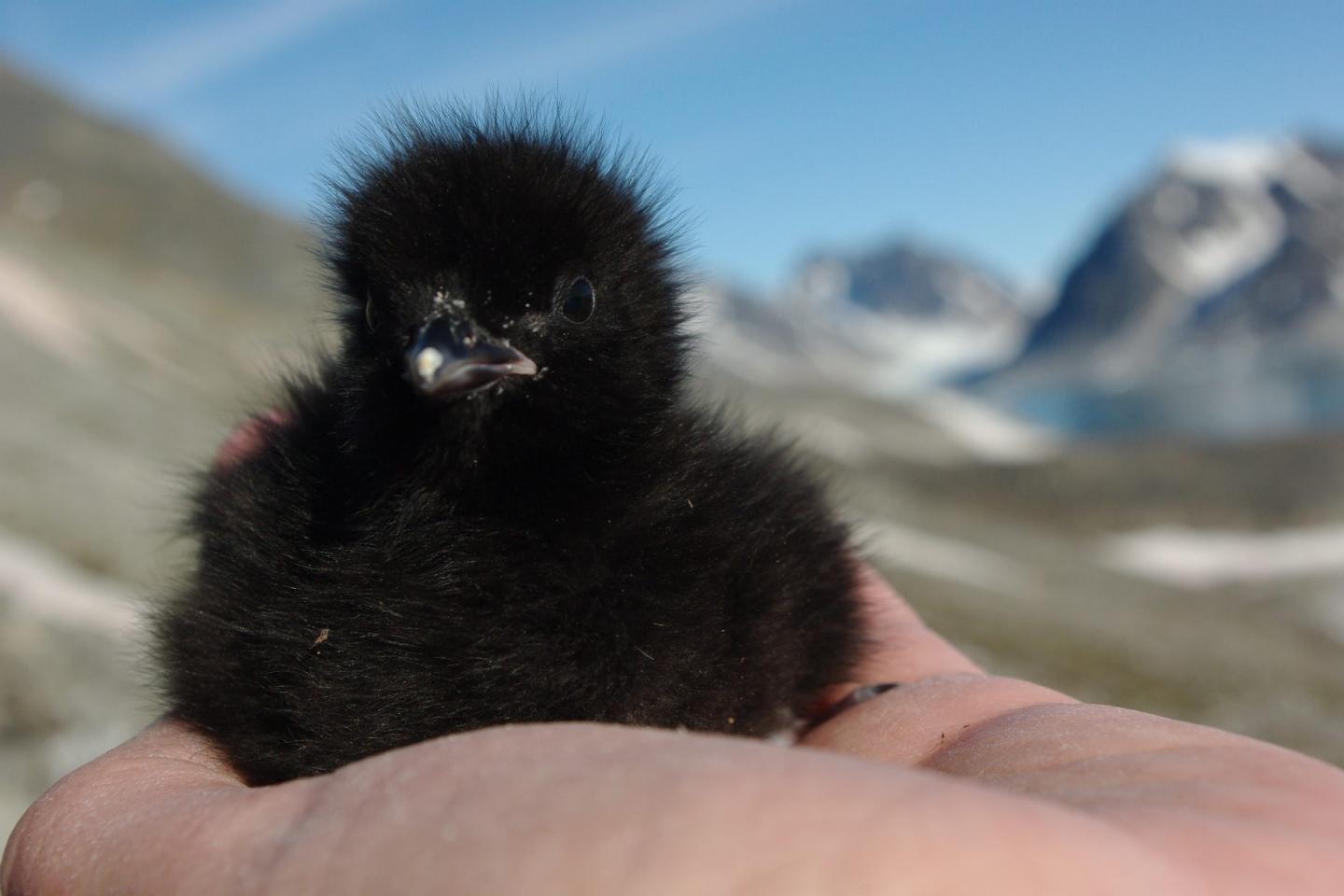 Little Auk Chick