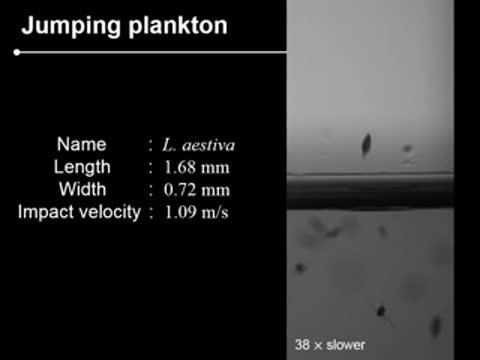 High-Speed Video of Plankton Experiment