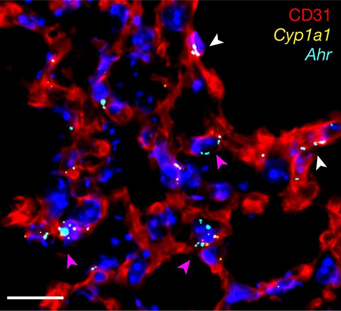 Mouse lung endothelial cells, showing AHR expression