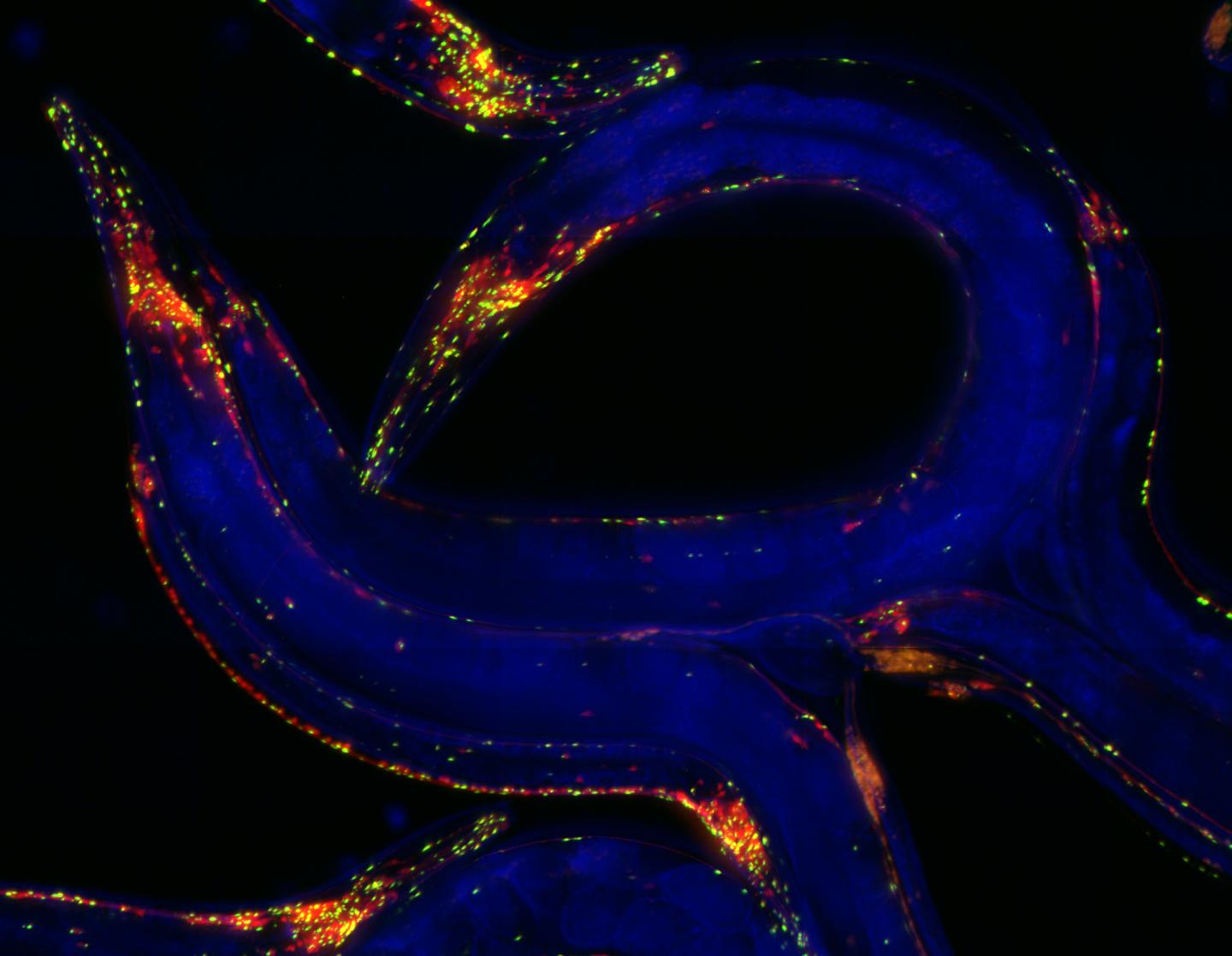 Morimoto -- C. elegans 2