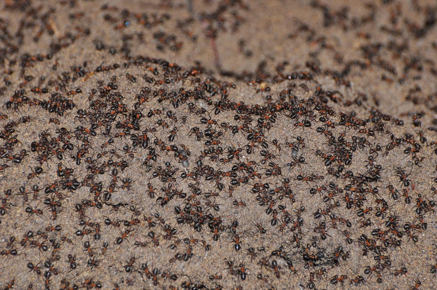 The Trapped Ants