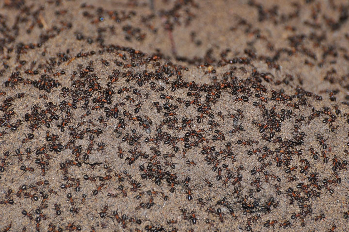 The Trapped Ants [IMAGE] EurekAlert! Science News Releases