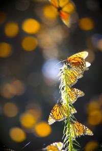 Monarch Butterflies Overwintering On An Oyamel Fir Sapling In Central Mexico