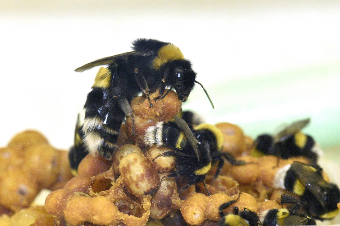 Bumblebee Queen and Workers