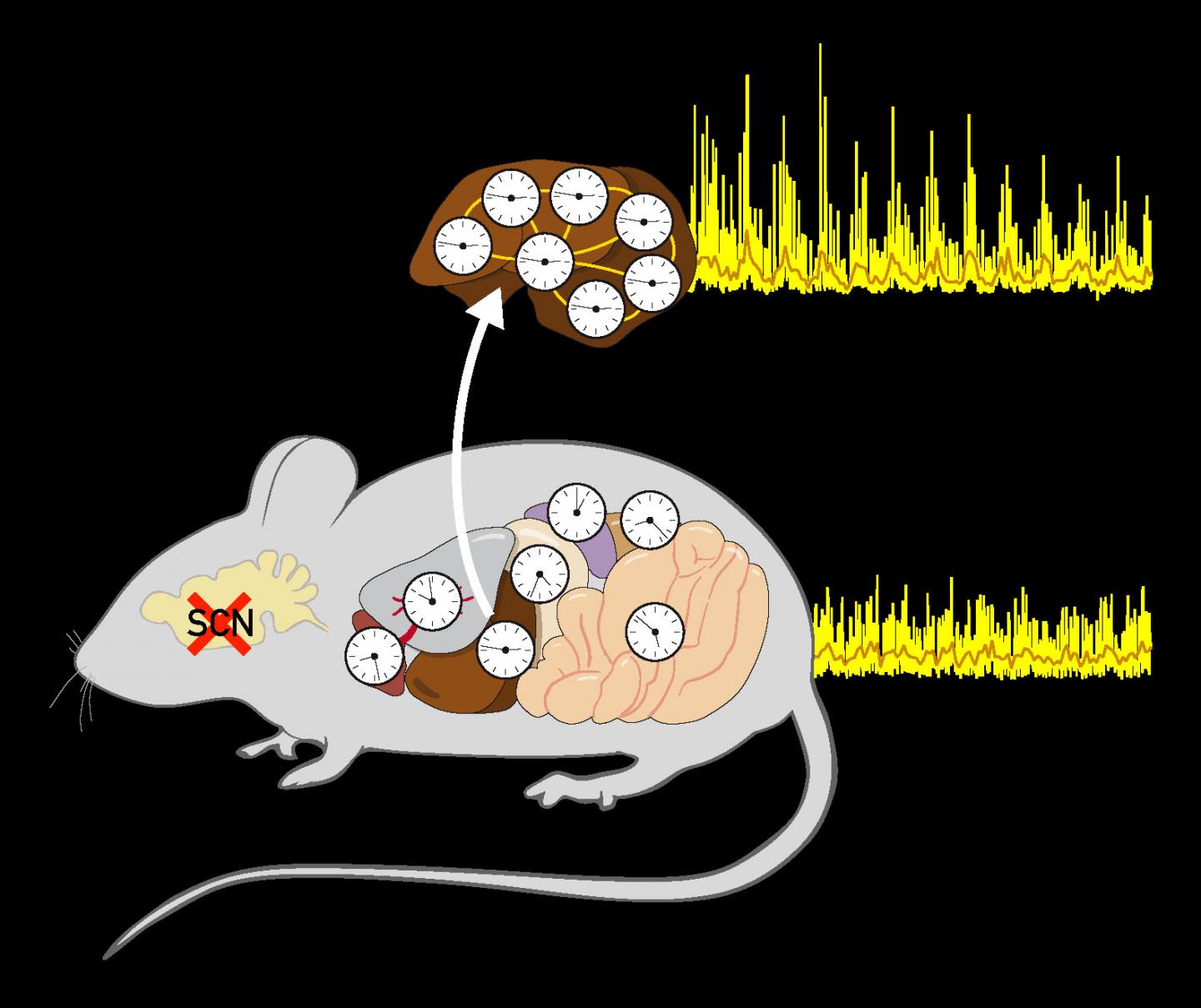 cellular clock synchronization