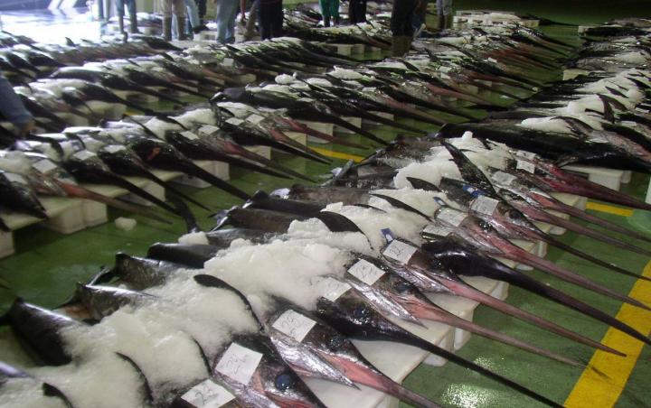 Swordfish Auction