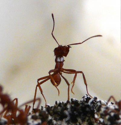 Leafcutter Ant with Visible White Coating of Antibiotic-Producing Bacteria (<em>Pseudonocardia</em>)