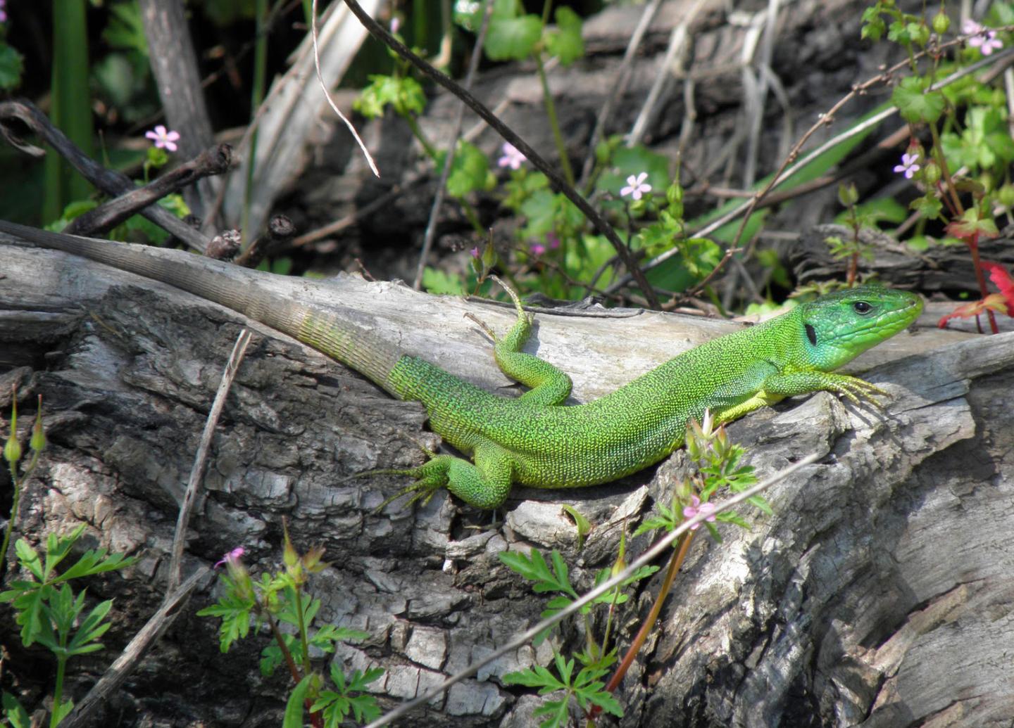 Lizards Can Stomach Island Living