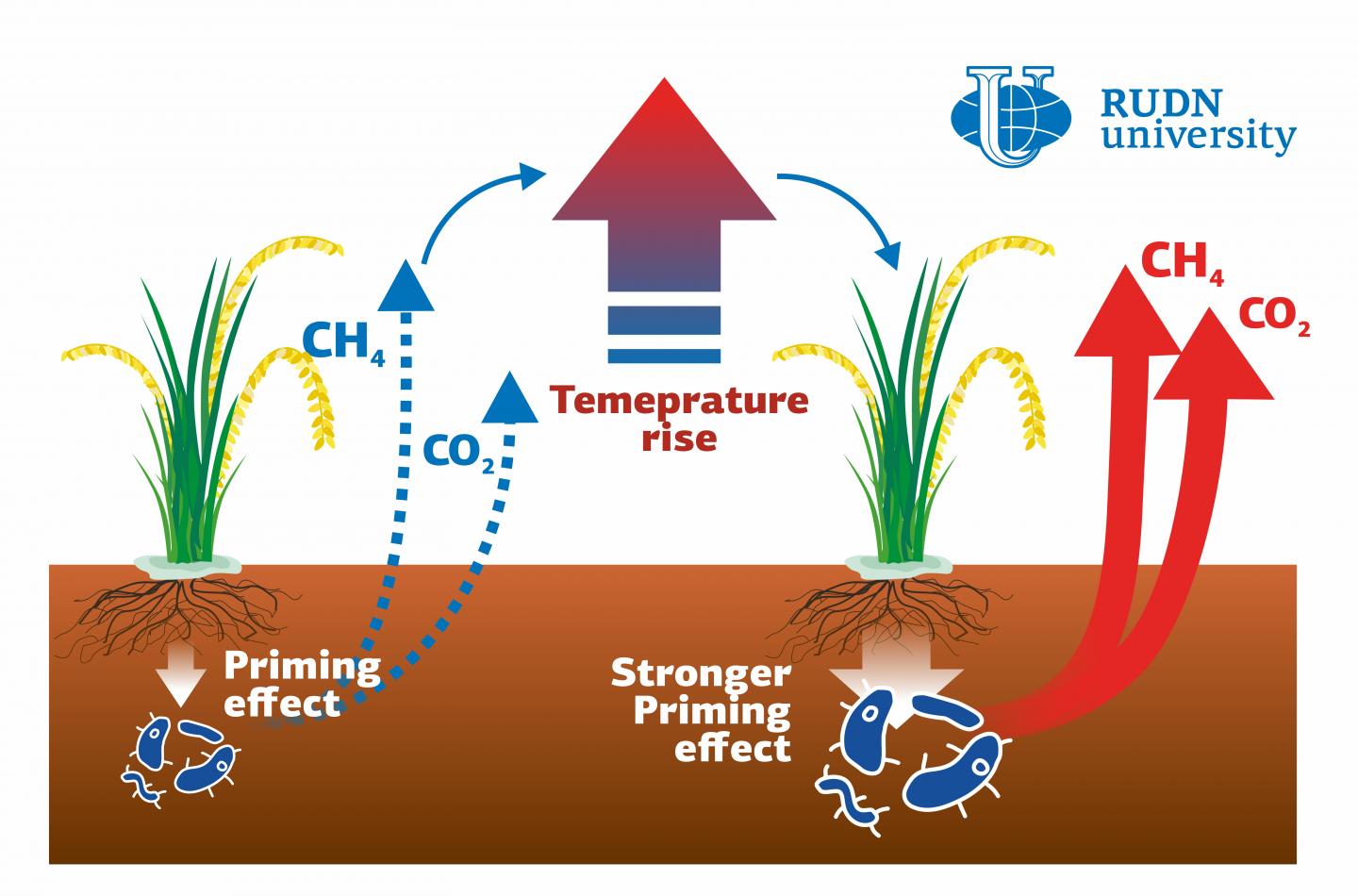 RUDN University Scientist Showed Global Warming Effect on Greenhouse Gas Emissions in Paddy Soils