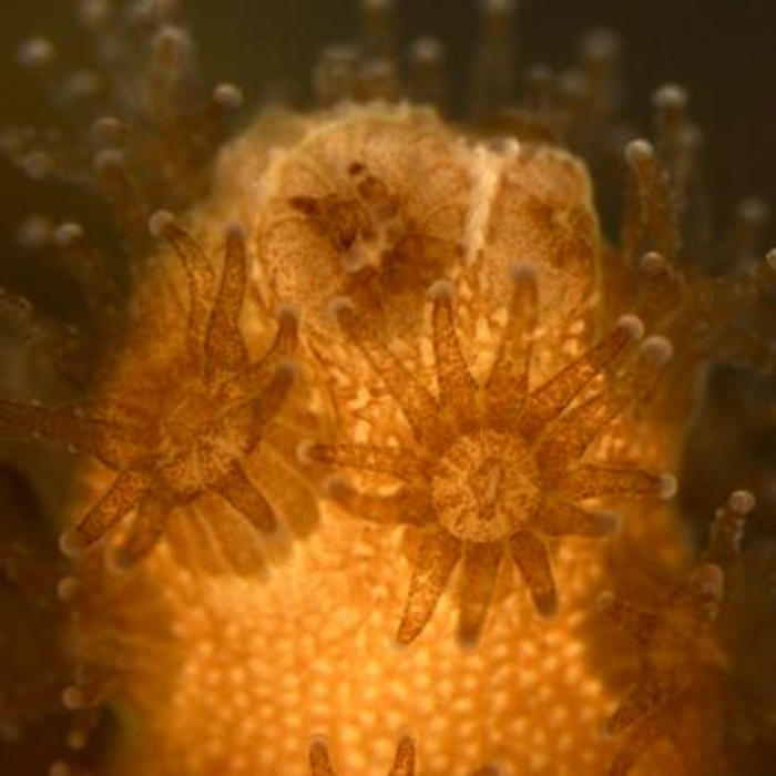 Pocillopora damicornis