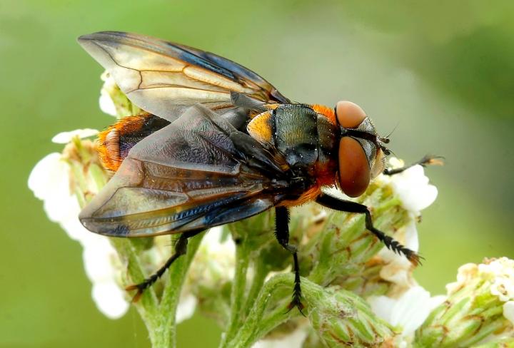 <em>Phasia hemiptera</em>