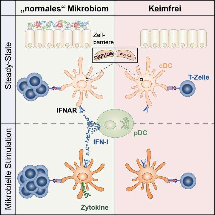 Functionality of Dendritic Cells