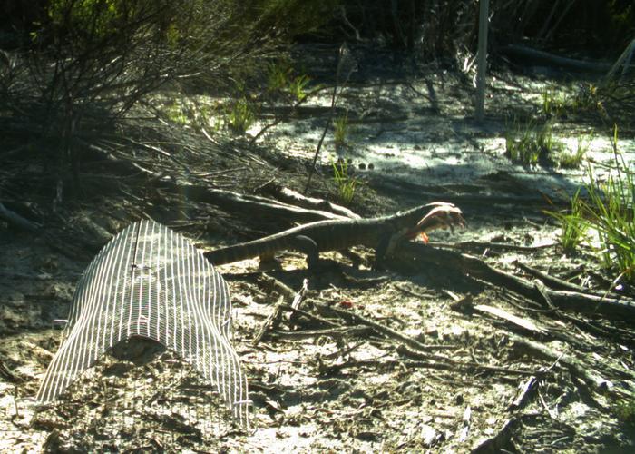 Camera trap image of heath goanna scavenging a rat carcass.