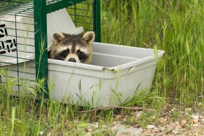 The Raccoon Spreads Dangerous Diseases as it Invades Europe