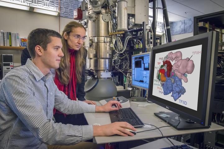 Eva Nogales and Robert Louder, DOE/Lawrence Berkeley National Laboratory