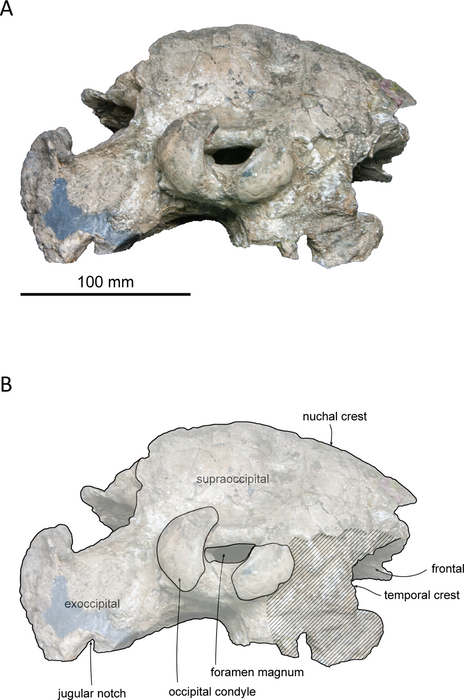 An Early Miocene kentriodontoid (Cetacea: Odontoceti) from the western North Pacific, and its implications for their phylogeny and paleobiogeography