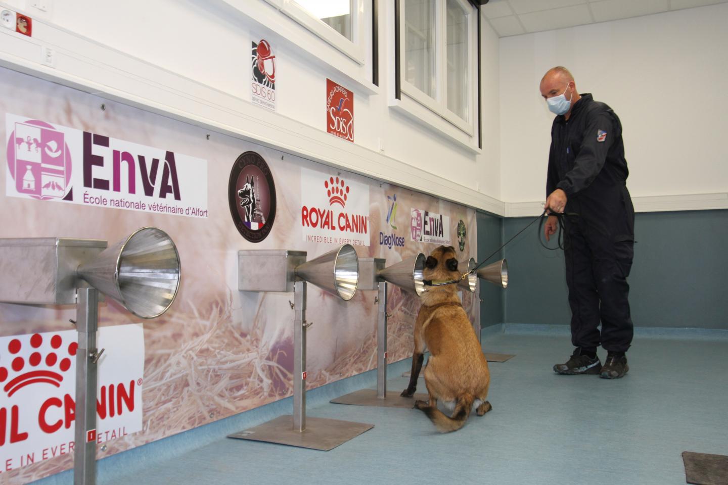 Trained dogs might be able to detect people infected with COVID-19