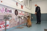 Trained dogs might be able to detect people infected with COVID-19