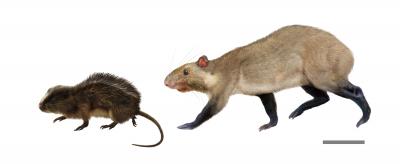 Two New Rodent Species Among Bolivian Fossils