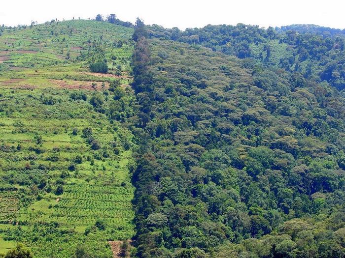 Bwindi Impenetrable National Park in Uganda