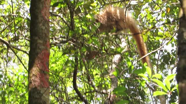 Titi Monkeys Use Probabilistic Predator Calls (10 of 14)