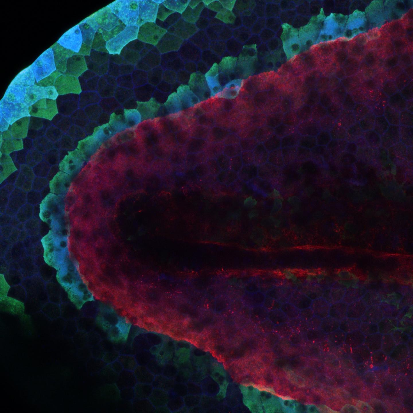 Regeneration Organizing Cells Outline the Advancing Edge of a Regenerating Tail of a Tadpole