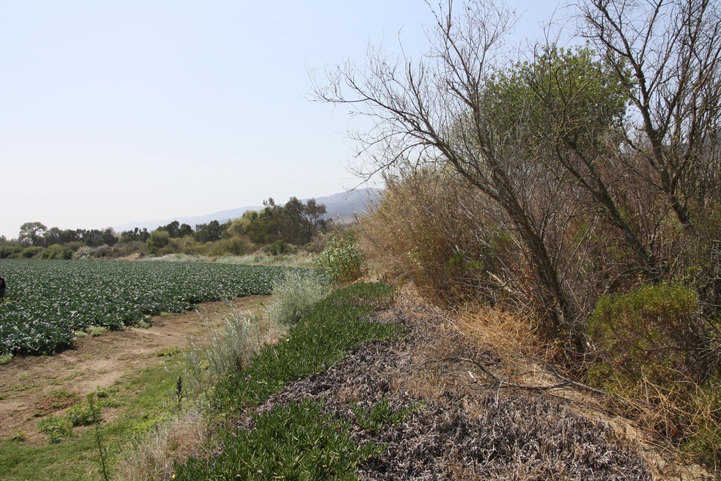 Broccoli Habitat