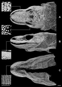 Different Osteoderm Types on Komodo Dragon Skull