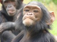 Chimpanzee, Peanuts over Popularity