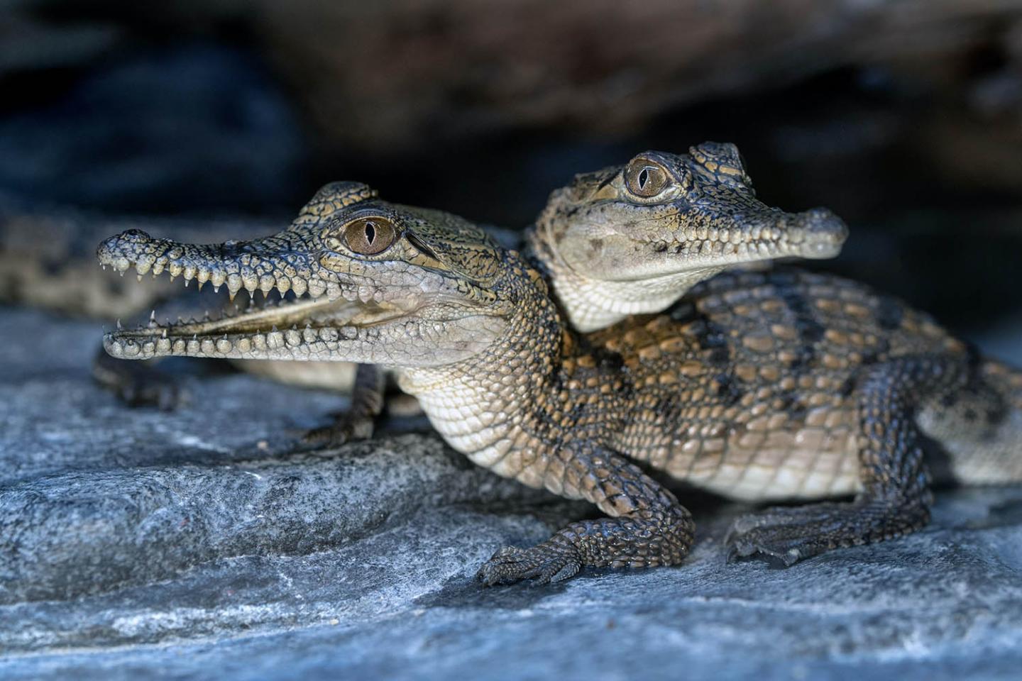 Two baby crocodiles