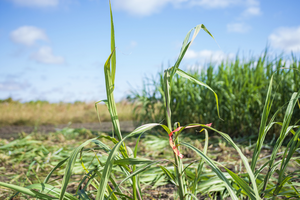 Oilcane at Illinois Energy Farm