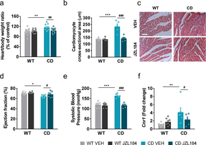 JZL184 treatment has an impact on the cardiovascular phenotype of complete deletion