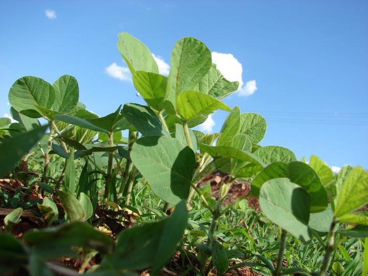 How Soybeans Cope with Salt Stress
