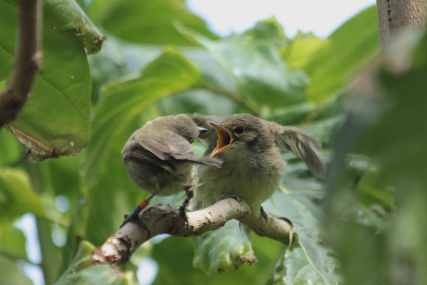 Feeding Bird